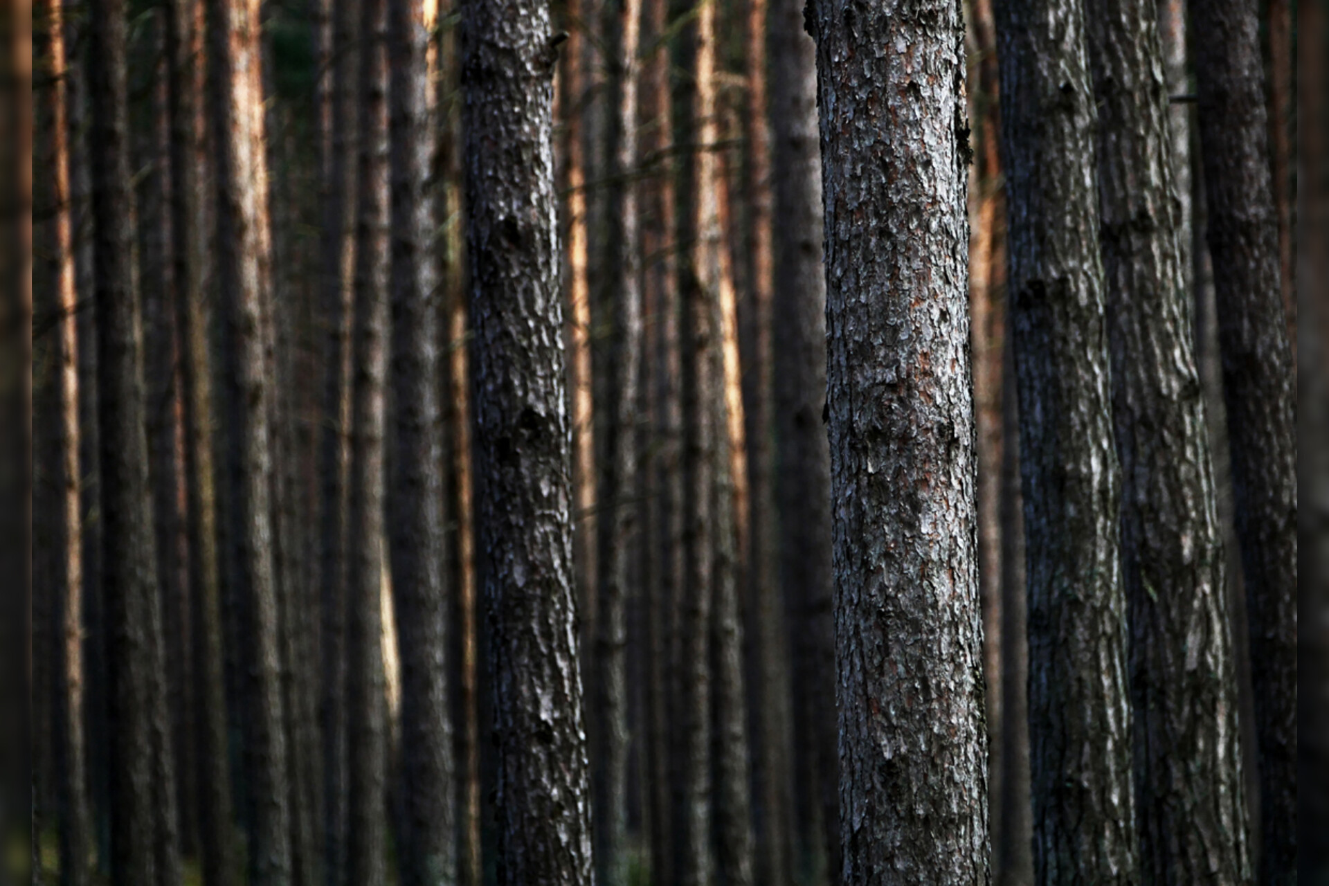 Fotokurs Mit Fototour Nationalpark Zingst Dar Er Wald Weststrand